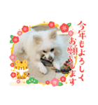 ティッシュたべるdog（個別スタンプ：38）