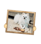 ティッシュたべるdog（個別スタンプ：39）