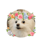 ティッシュたべるdog（個別スタンプ：40）