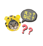 猫スタンプ①（よく使う）（個別スタンプ：5）