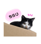みーやのスタンプ4（個別スタンプ：2）