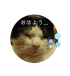 みーやのスタンプ4（個別スタンプ：4）