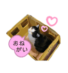 みーやのスタンプ4（個別スタンプ：11）