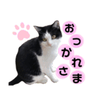 みーやのスタンプ4（個別スタンプ：13）