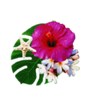 Alohaな花たち＋ありがとうの花束スタンプ（個別スタンプ：15）