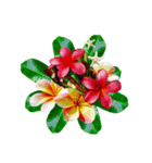Alohaな花たち＋ありがとうの花束スタンプ（個別スタンプ：19）