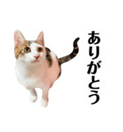 保護猫おかかのスタンプ（個別スタンプ：1）