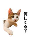 保護猫おかかのスタンプ（個別スタンプ：2）