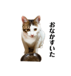 保護猫おかかのスタンプ（個別スタンプ：9）
