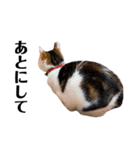 保護猫おかかのスタンプ（個別スタンプ：12）