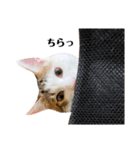 保護猫おかかのスタンプ（個別スタンプ：15）