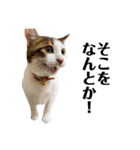 保護猫おかかのスタンプ（個別スタンプ：21）
