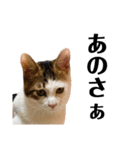 保護猫おかかのスタンプ（個別スタンプ：24）