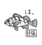 魚好き★釣り好き リアルお魚スタンプ（個別スタンプ：16）