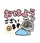 愛猫ヒョウ君スタンプ（個別スタンプ：6）