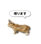 日常で使える実写版ネザーランドドワーフ（個別スタンプ：2）