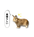 日常で使える実写版ネザーランドドワーフ（個別スタンプ：4）