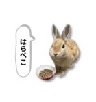 日常で使える実写版ネザーランドドワーフ（個別スタンプ：7）
