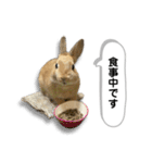 日常で使える実写版ネザーランドドワーフ（個別スタンプ：8）