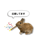 日常で使える実写版ネザーランドドワーフ（個別スタンプ：10）