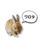 日常で使える実写版ネザーランドドワーフ（個別スタンプ：11）