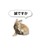 日常で使える実写版ネザーランドドワーフ（個別スタンプ：13）