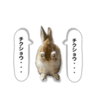 日常で使える実写版ネザーランドドワーフ（個別スタンプ：14）