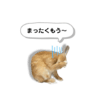 日常で使える実写版ネザーランドドワーフ（個別スタンプ：15）