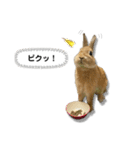 日常で使える実写版ネザーランドドワーフ（個別スタンプ：17）