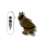 日常で使える実写版ネザーランドドワーフ（個別スタンプ：19）