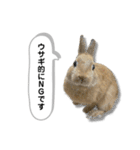 日常で使える実写版ネザーランドドワーフ（個別スタンプ：20）