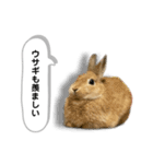 日常で使える実写版ネザーランドドワーフ（個別スタンプ：21）