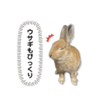 日常で使える実写版ネザーランドドワーフ（個別スタンプ：23）