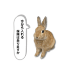 日常で使える実写版ネザーランドドワーフ（個別スタンプ：24）