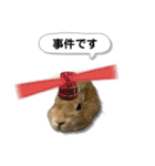 日常で使える実写版ネザーランドドワーフ（個別スタンプ：27）