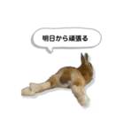 日常で使える実写版ネザーランドドワーフ（個別スタンプ：28）