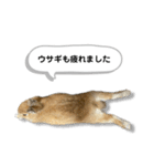 日常で使える実写版ネザーランドドワーフ（個別スタンプ：33）