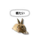 日常で使える実写版ネザーランドドワーフ（個別スタンプ：34）