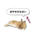 日常で使える実写版ネザーランドドワーフ（個別スタンプ：35）