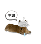 日常で使える実写版ネザーランドドワーフ（個別スタンプ：36）