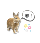 日常で使える実写版ネザーランドドワーフ（個別スタンプ：38）
