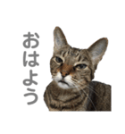 はちゃおさま（個別スタンプ：1）