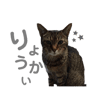 はちゃおさま（個別スタンプ：3）