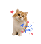 マンチカンのくるみたん（個別スタンプ：1）