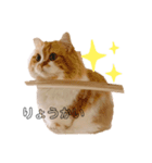 マンチカンのくるみたん（個別スタンプ：4）