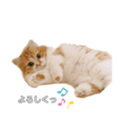 マンチカンのくるみたん（個別スタンプ：7）