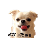 キキララルルスタンプず（個別スタンプ：19）