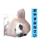 キキララルルスタンプず（個別スタンプ：20）