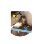 ノルウェージャンニンニクたぬき（個別スタンプ：5）