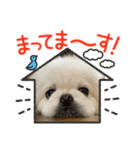 癒されスタンプ！！愛犬きんたん編（個別スタンプ：1）